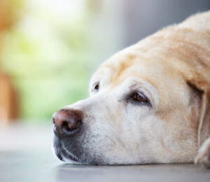 its-not-a-tumor-approach-to-vestibular-syndrome-in-old-dogs