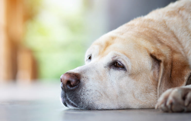 6844It’s Not a Tumor: Approach to Vestibular Syndrome in Old Dogs