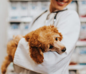 kennel-cough