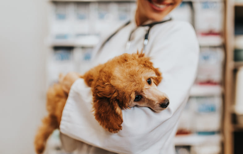 6841Kennel Cough