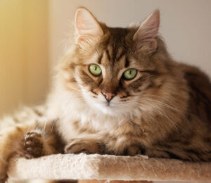 lily-toxicity-the-potentially-fatal-danger-to-cats