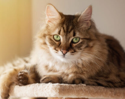 Lily Toxicity: The Potentially Fatal Danger to Cats - MSPCA-Angell