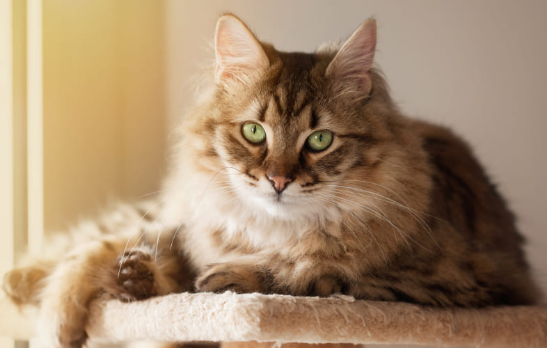 6575Lily Toxicity: The Potentially Fatal Danger to Cats