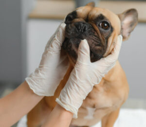 masticatory-muscle-myositis