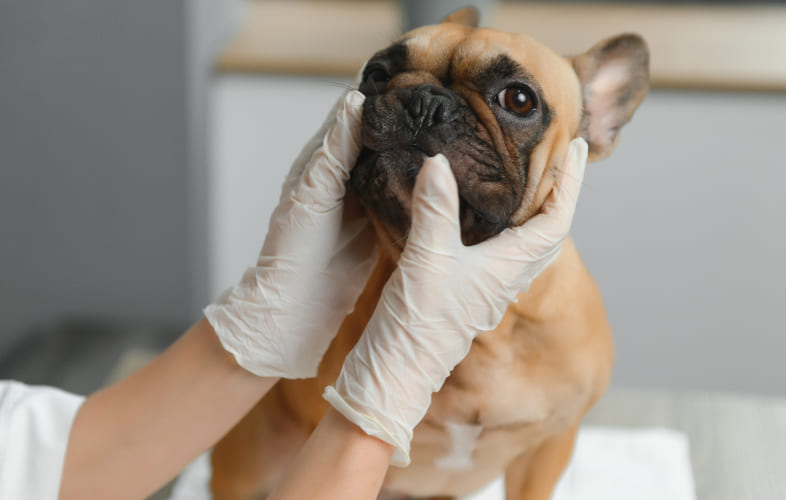 6737Masticatory Muscle Myositis