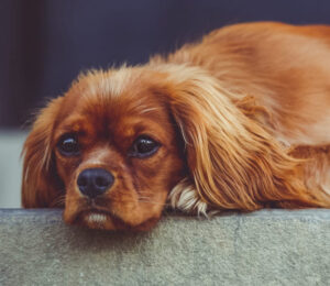 nicotine-toxicity-in-pets