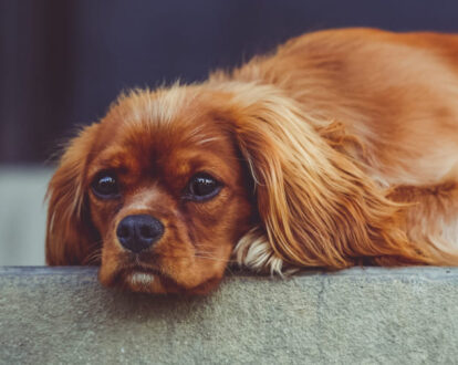 Nicotine Toxicity in Pets