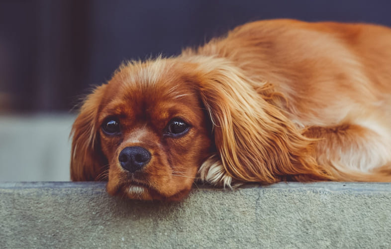 6839Nicotine Toxicity in Pets