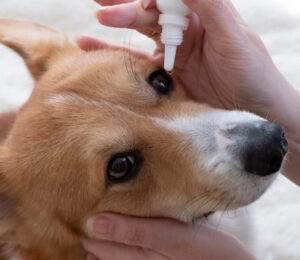 non-healing-superficial-corneal-ulcers-in-dogs
