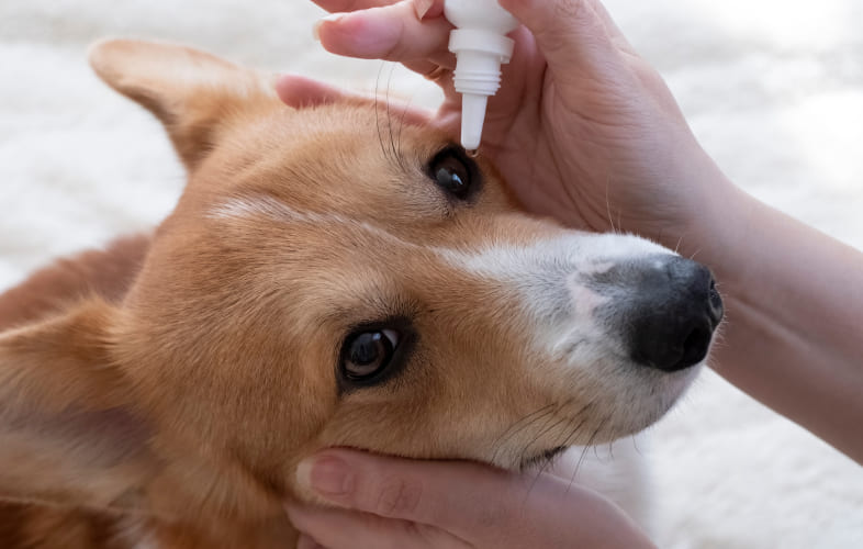 7376Non-healing Superficial Corneal Ulcers in Dogs