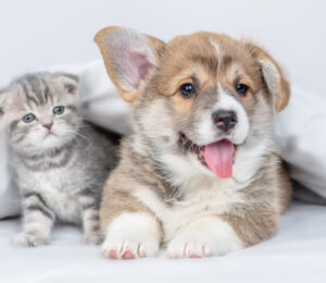 pectus-excavatum-in-puppies-and-kittens
