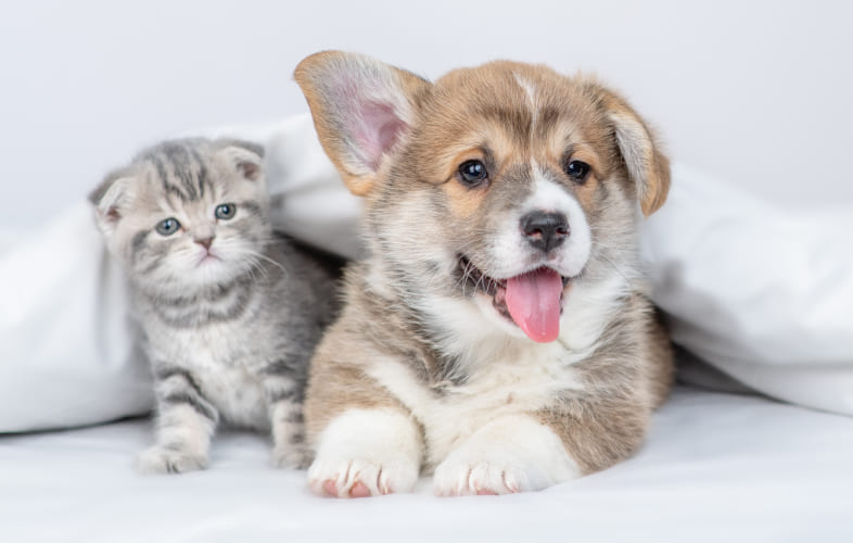6673Pectus Excavatum in Puppies and Kittens