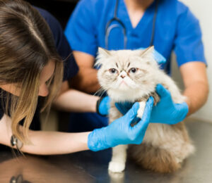 practical-approach-to-the-small-animal-neurologic-examination