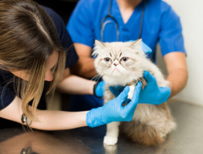 practical-approach-to-the-small-animal-neurologic-examination