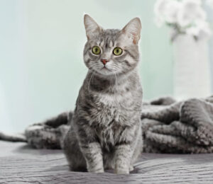 pre-hospital-sedation-of-cats