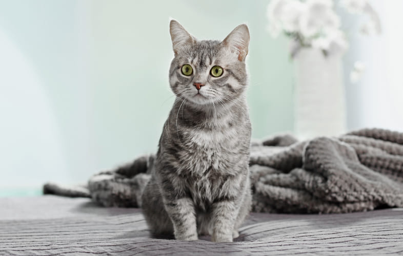 6777Pre-Hospital Sedation of Cats