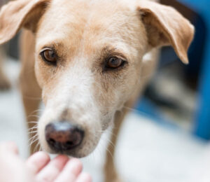 proteinuria-in-dogs