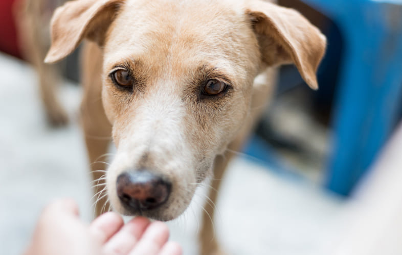 6648Proteinuria in Dogs