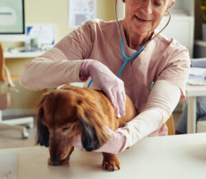 so-your-dog-has-a-splenic-mass