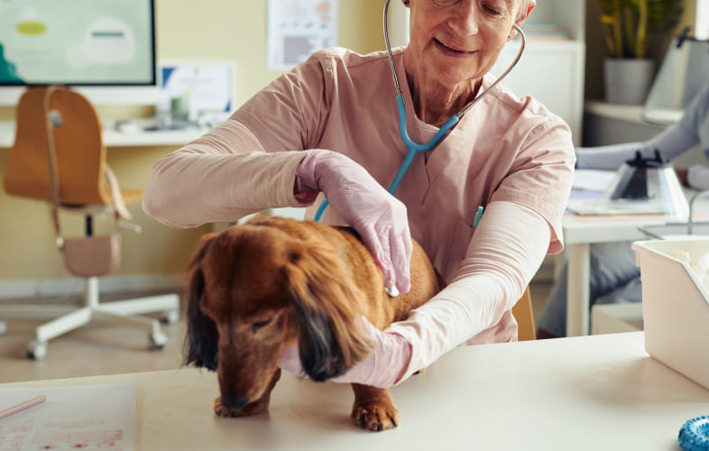 6855So, your dog has a splenic mass…