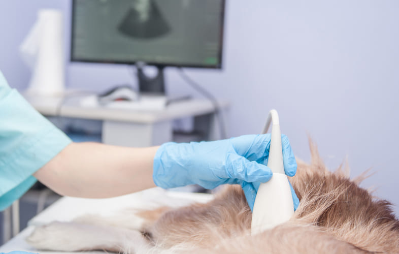 7405The Role of Imaging in Diagnosing Pancreatitis