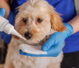 third-eyelid-gland-prolapse-in-dogs