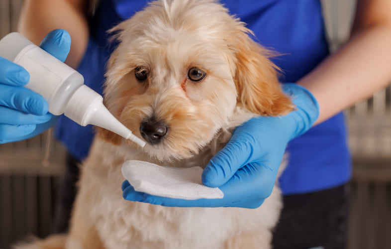 7495Third Eyelid Gland Prolapse in Dogs