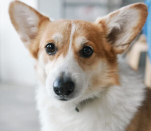 treating-hyperlipidemia-in-dogs