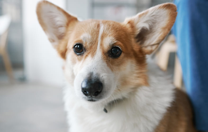 6949Treating Hyperlipidemia in Dogs