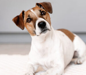 trilostane-dosing-and-monitoring-in-dogs