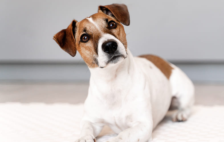 7190Trilostane Dosing and Monitoring in Dogs