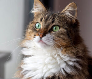urethral-obstruction-in-cats