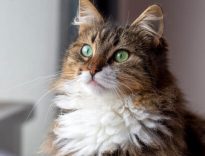 urethral-obstruction-in-cats