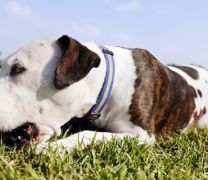 urine-stream-diversion-technique-for-male-dogs-urinating-on-themselves