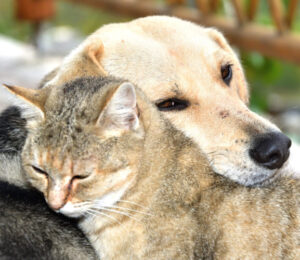what-is-the-fear-free-concept-in-veterinary-medicine