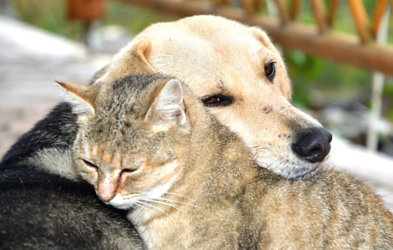7121What is the Fear Free concept in Veterinary Medicine?