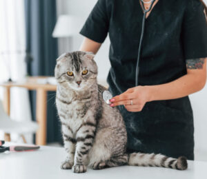 what-should-i-do-if-my-pet-has-an-allergic-reaction