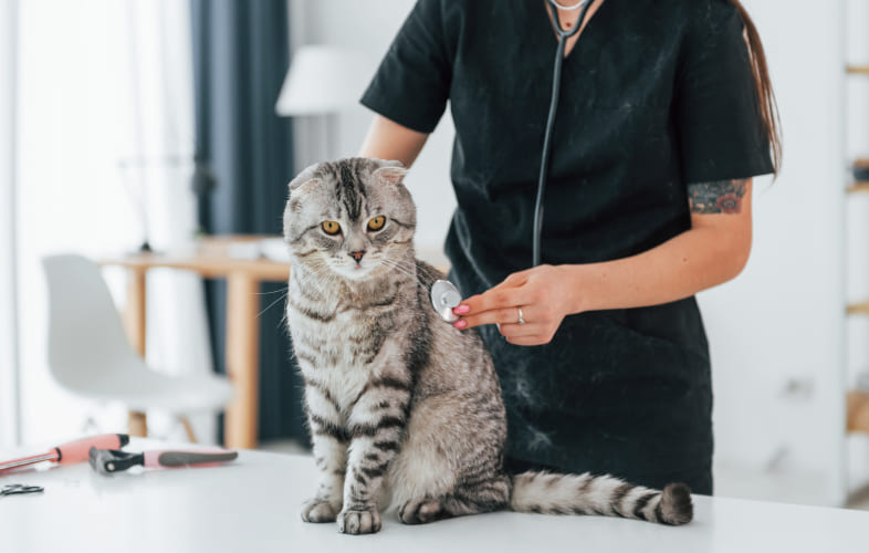 6637What Should I Do if My Pet Has an Allergic Reaction?