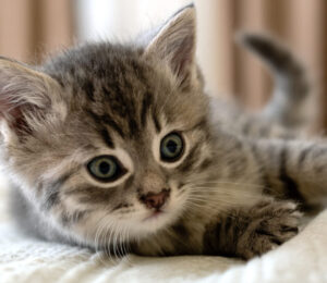 what-to-expectyour-kittens-first-year