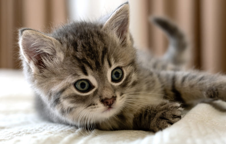 7194What to Expect…Your Kitten’s First Year