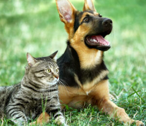 when-to-suspect-a-brain-tumor-in-dogs-and-what-we-can-do-about-it