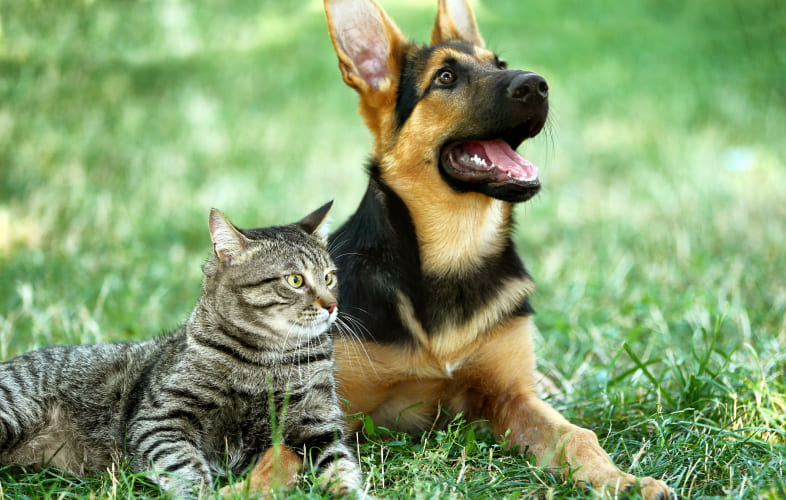 6635It’s Not (Always) a Tumor: When to Suspect a Brain Tumor in Dogs and What We Can Do About It
