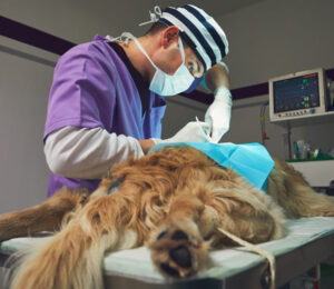 wound-drainage-options-in-veterinary-surgery