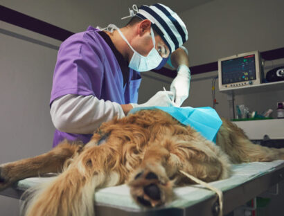 wound-drainage-options-in-veterinary-surgery