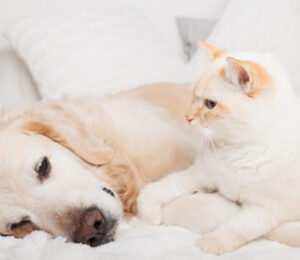 anaphylaxis-in-dogs-and-cats