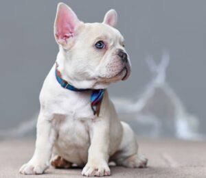 20breed-specific-legislation-and-policies