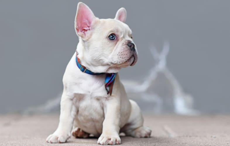 9455Breed Specific Legislation and Policies