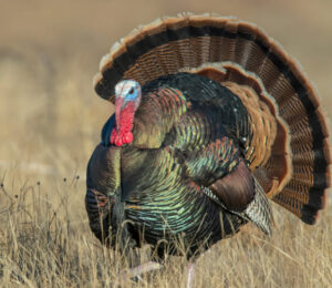 36farmed-animal-welfare-turkeys