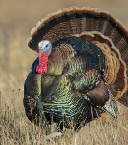 36farmed-animal-welfare-turkeys
