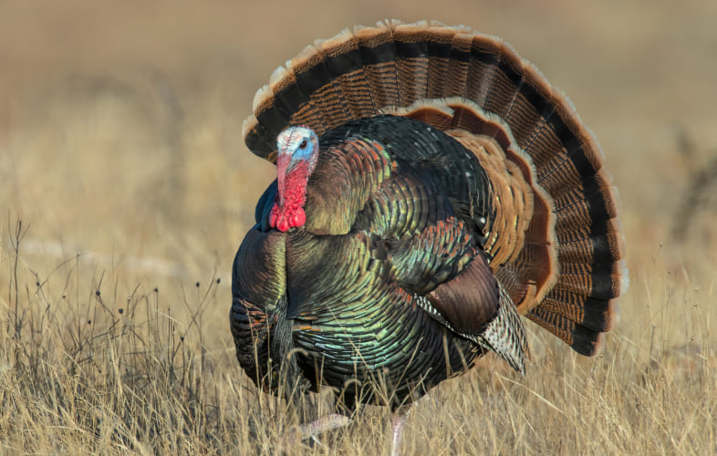 9519Farmed Animal Welfare: Turkeys
